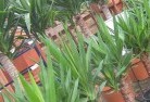 Bargoplant-nursery-10.jpg; ?>